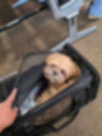 Puppy inside a soft-sided pet carrier on the floor of an airport terminal before boarding with a flight nanny