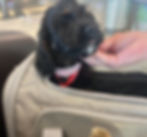 Black Goldendoodle puppy being gently petted with its head peeking out of an airline-approved pet carrier, ready for long-distance travel.