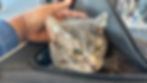 Cat being gently petted inside an in-cabin travel carrier to minimize stress during transport
