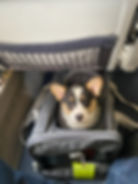 A corgi peeks out of a soft-sided carrier under the seat in front of a flight nanny, ready for in-cabin travel on an airplane.