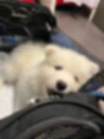 Young dog lying down inside a travel carrier gazing at the camera lens