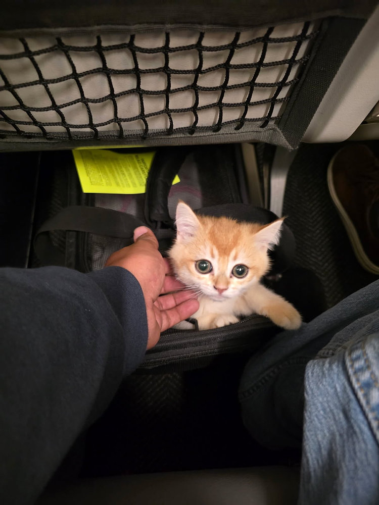Do Pets Go Through TSA at the Airport?