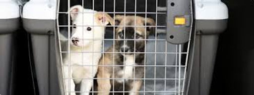 Airline Checked pet or Cargo Breed Restrictions