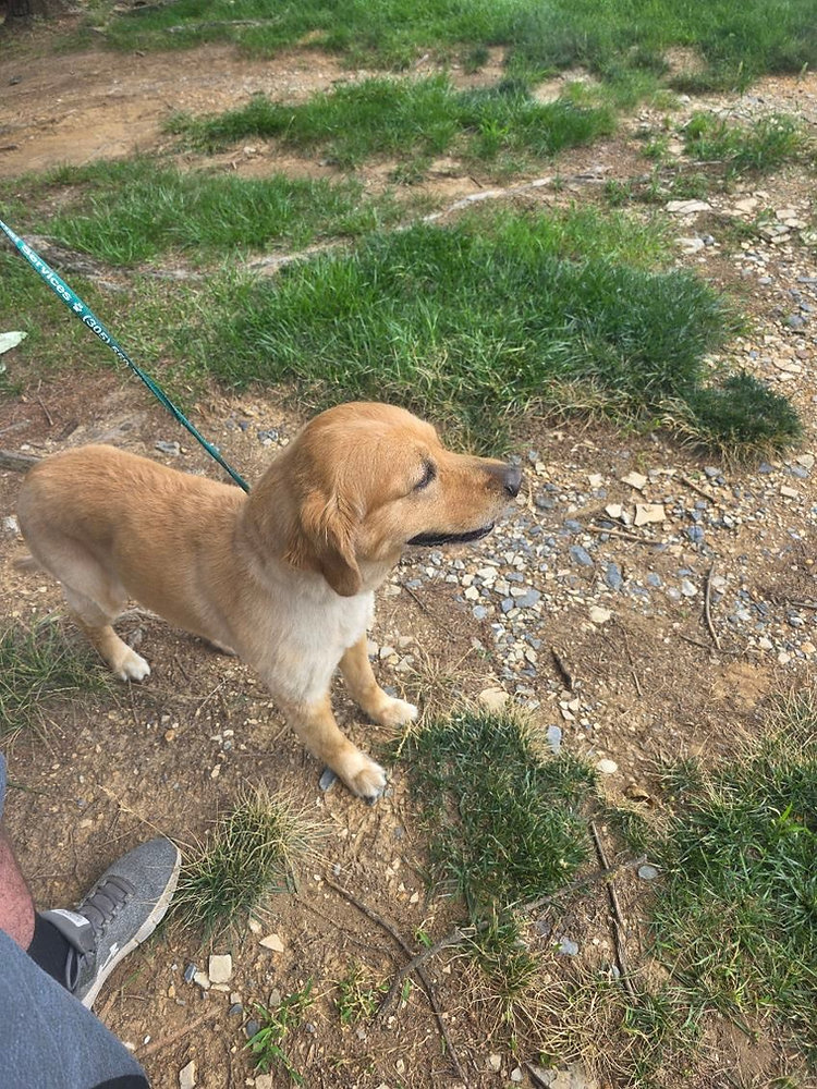 Can You Transport a Pet Without Meeting in Person?