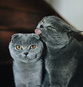 Scottish Folds Sacramento