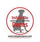 Indigo Blu Danes