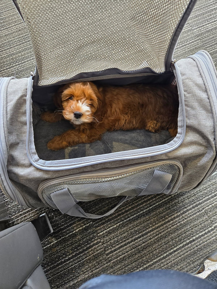 What Makes Pets Feel Comfortable While Traveling
