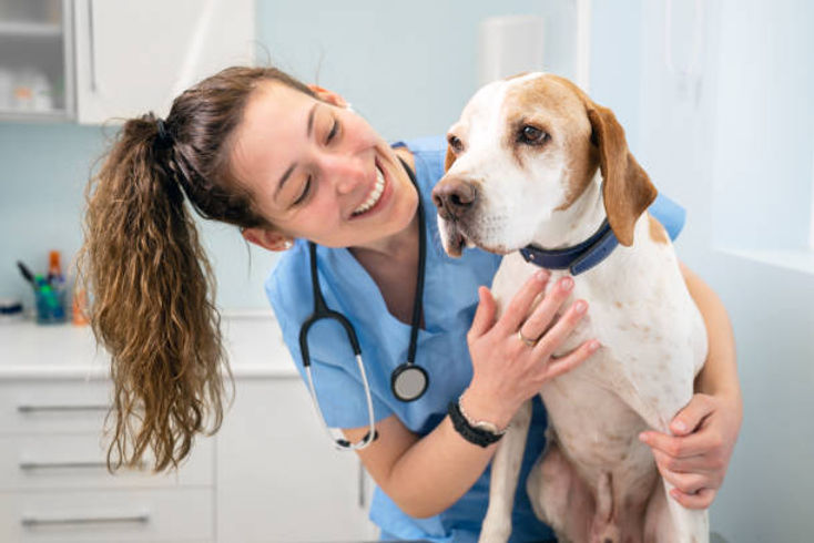 The Vital Role of Veterinary Care After Travel