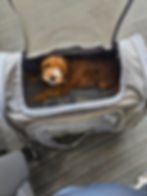 Puppy resting in a soft carrier at the airport, showing how to keep pets calm during air travel.