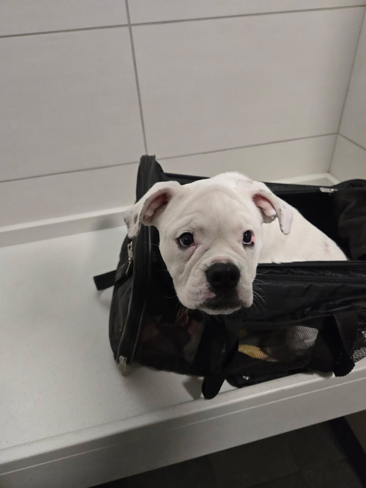 Are There Breed Restrictions for Pet Travel?