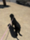 Dog being walked outside during family travel, illustrating how to travel with pets and kids while booking pet transport when flying with kids.