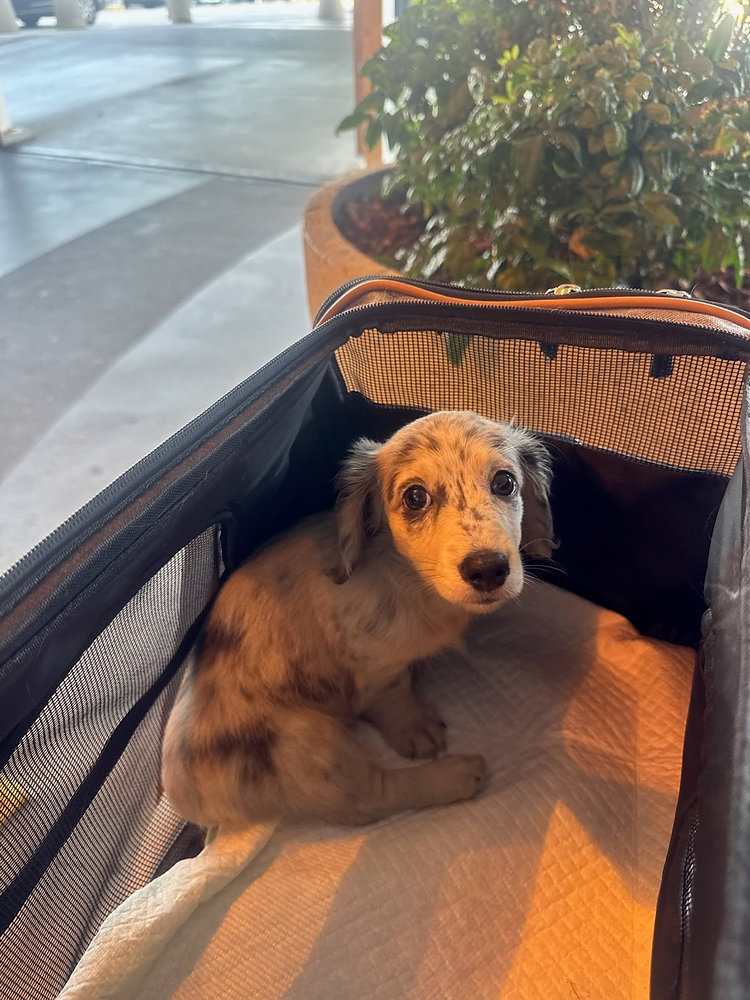 How do Transporters Quietly Soothe Pets During a Noisy Boarding Process?